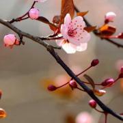 花开初秋