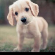wawlpww