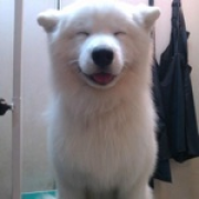 Dr汪sir