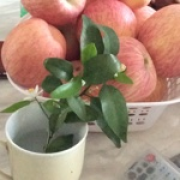 燃烧的剑燃烧的心