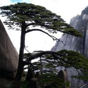 老黑lh