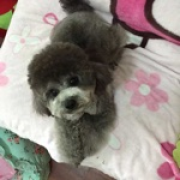 醉雨泓游