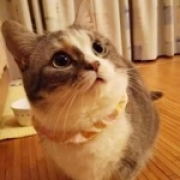 熊猫一句话