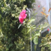 闲坐看落花