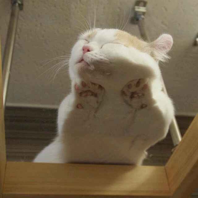 本卿君
