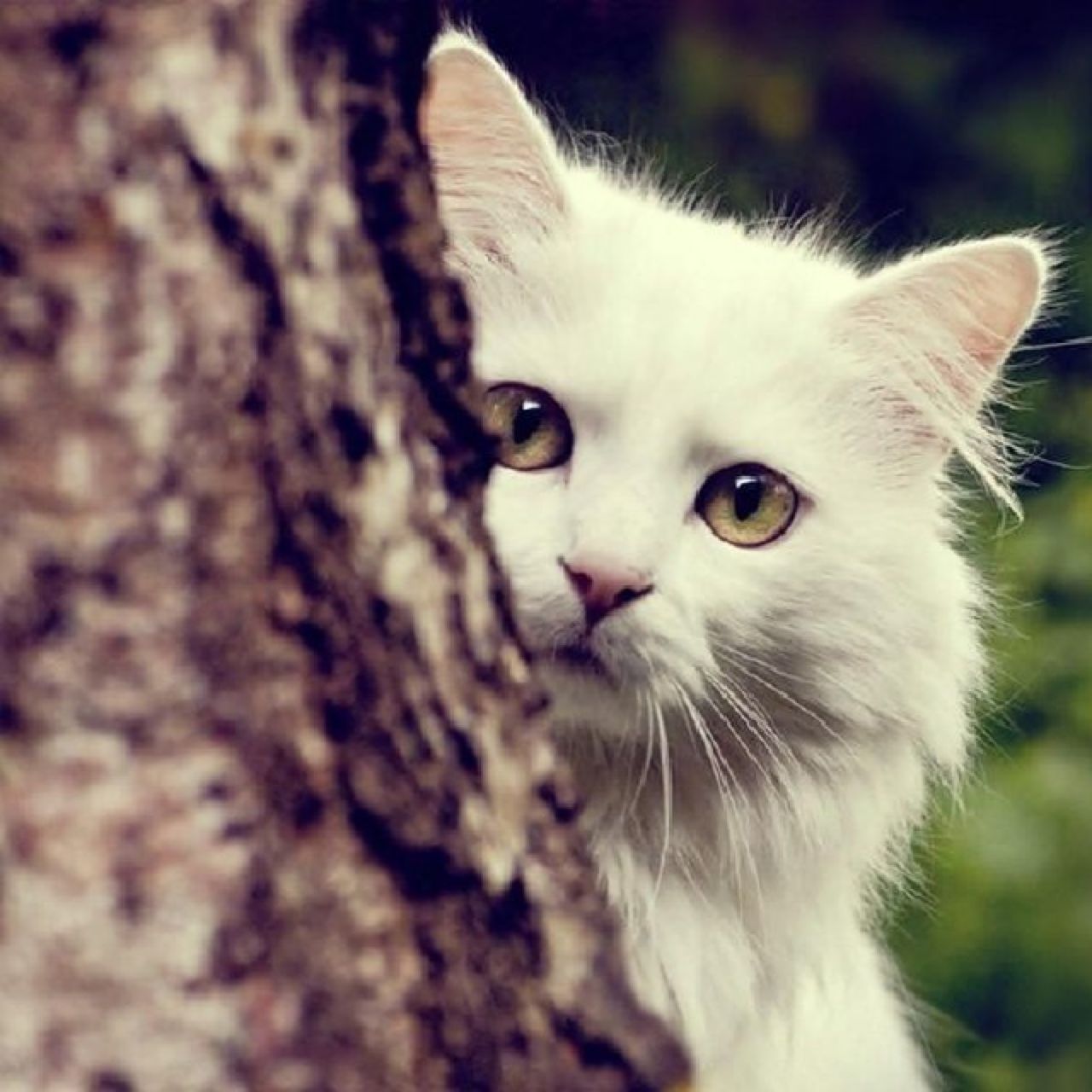 猫咪偷看你