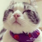 心茹冰霜