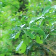 天虎为爱