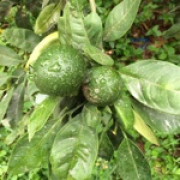 G1125586828