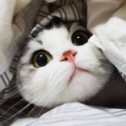 爱吃鱼的猫_