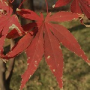 G1127357162
